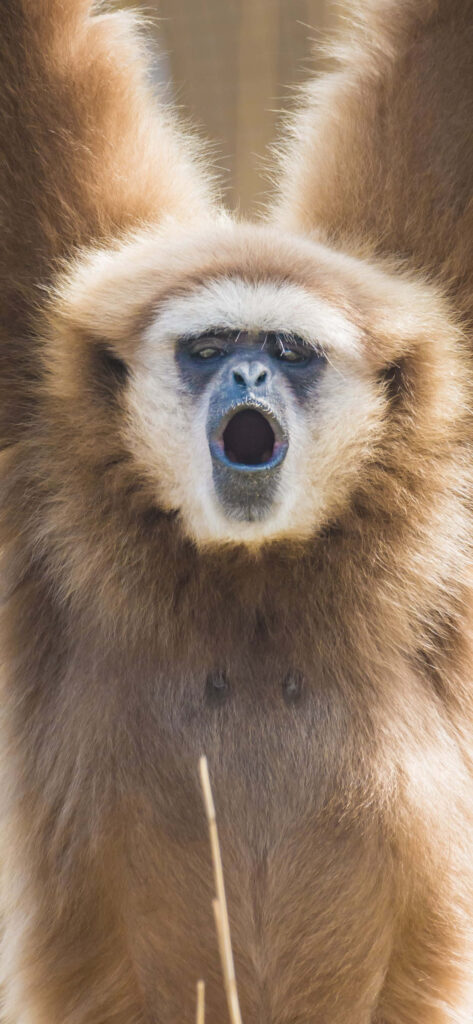 Gibbon Posing - Photography Background Wallpaper