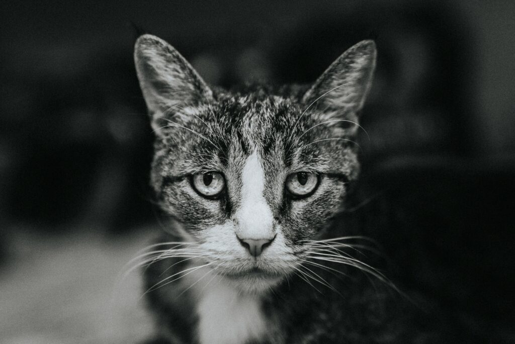 Sad Cat Close-Up: Black-and-White Wallpaper with Pensive Expression