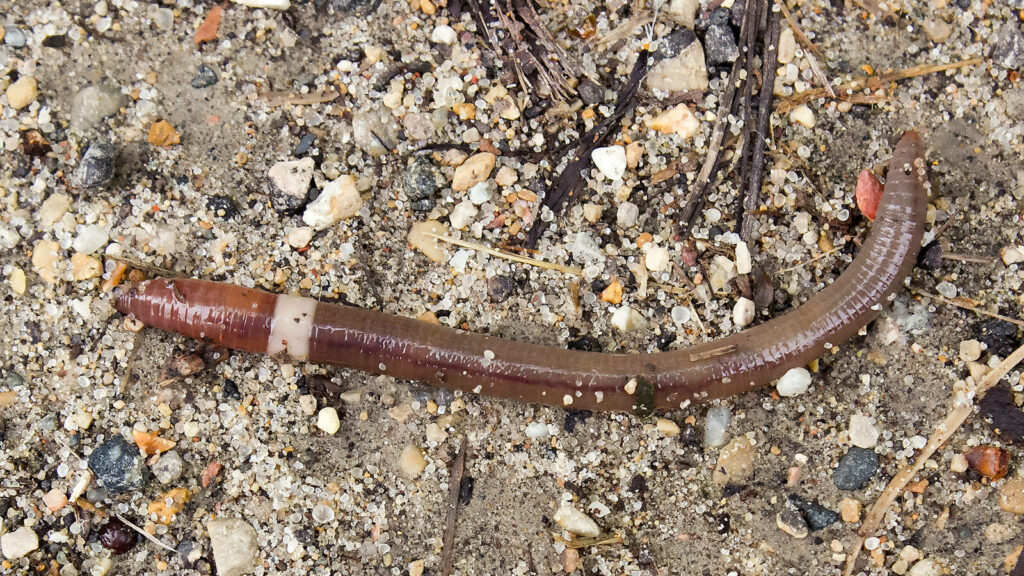 Invasive Asian Jumping Worm: Glossy Body on Textured Earth Background Wallpaper