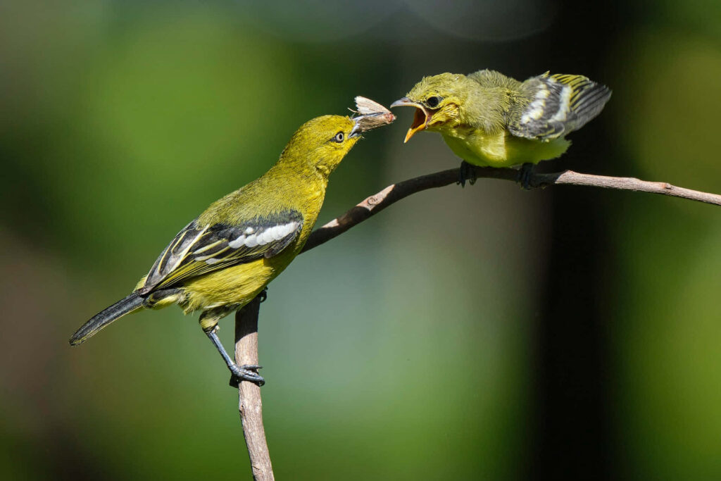 Iora Mother Bird Feeding Chick: Vivid Nature Wallpaper