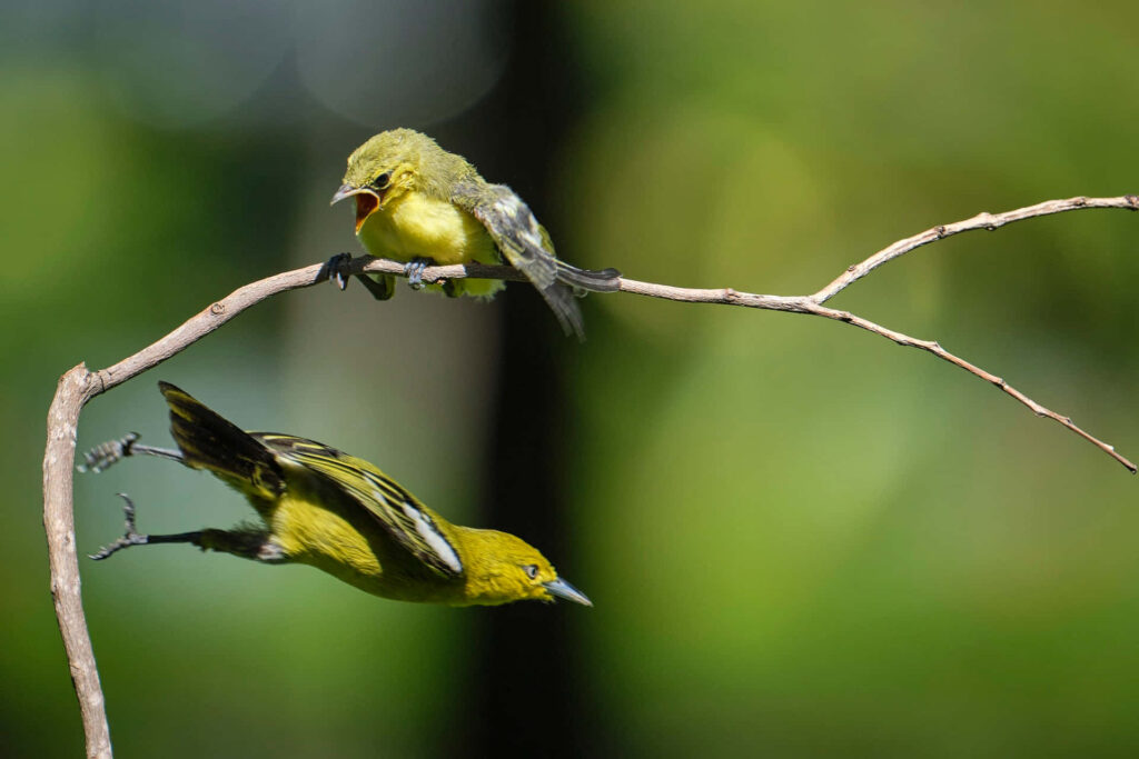 Iora Mother Bird in Flight with Chick on Branch – Nature Wallpaper
