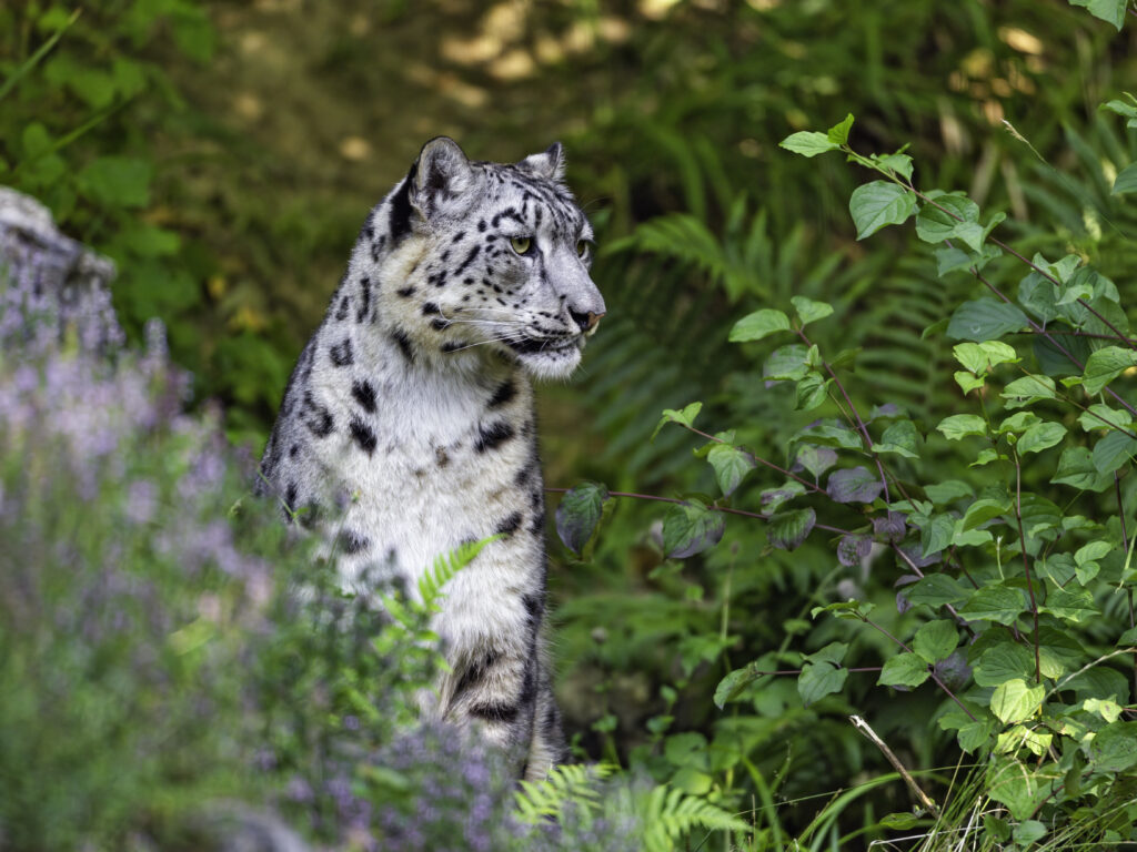 Snow Leopard Wallpaper: Majestic Irbis in Lush Green Background