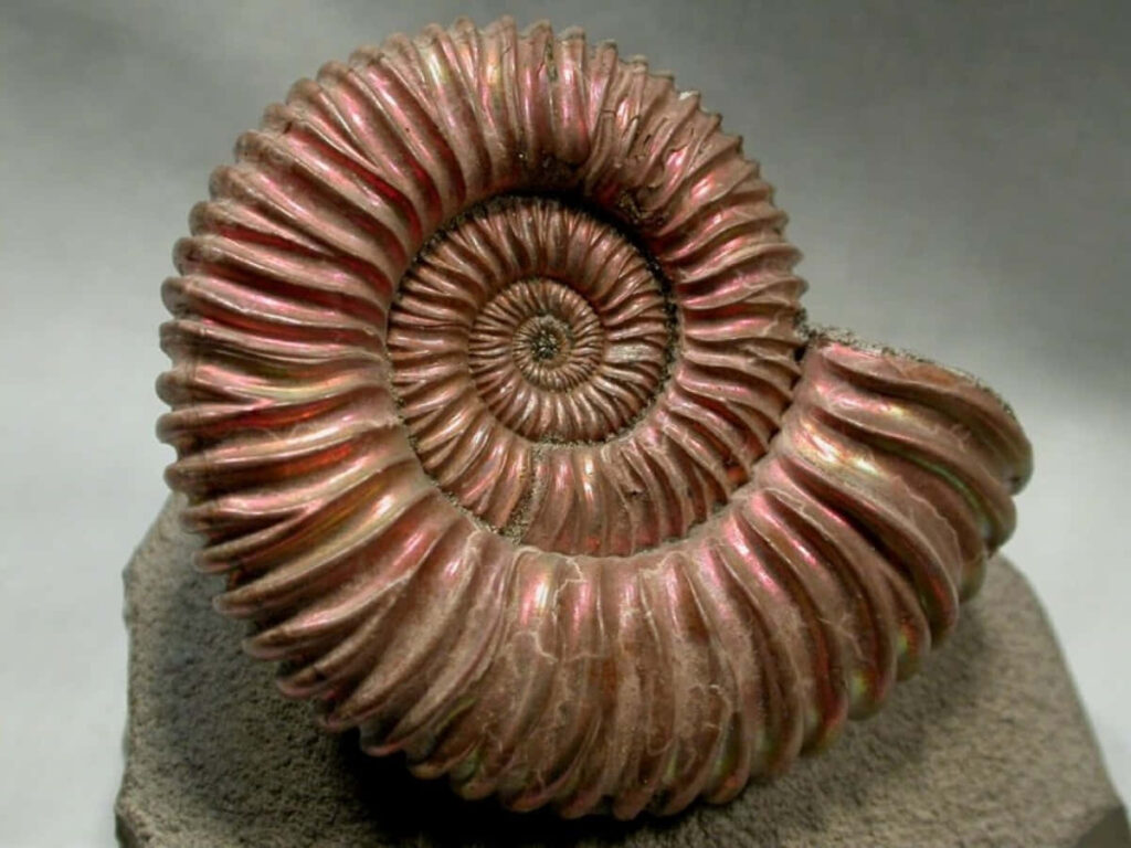 Polished ammonite fossil wallpaper with iridescent spiral patterns showcasing ancient beauty