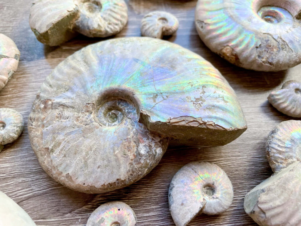 Iridescent ammonite fossils with natural spiral patterns on rustic wooden background wallpaper