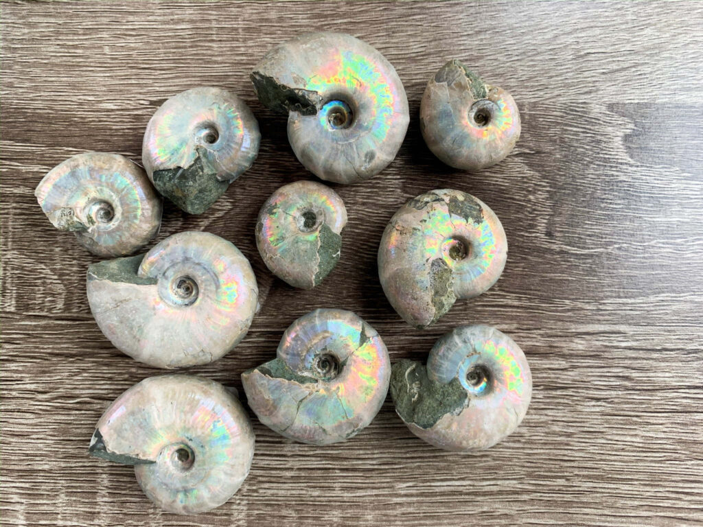 Iridescent ammonite fossils on natural wood surface with shimmering colors and spiral patterns Wallpaper