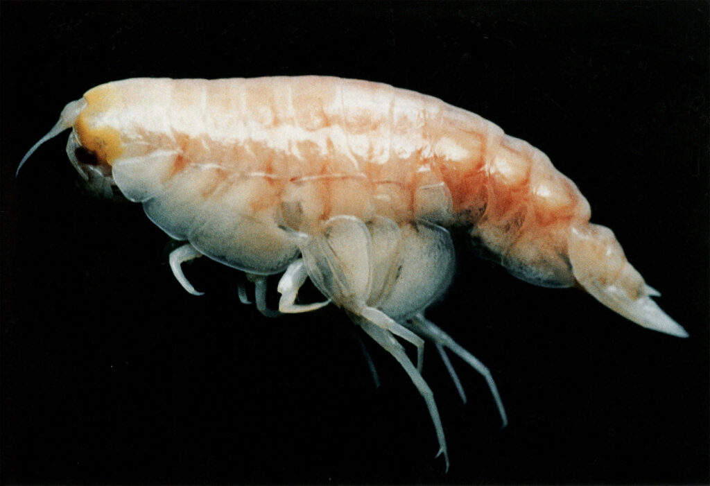 Iridescent translucent amphipod underwater wallpaper with detailed limbs on dark marine background