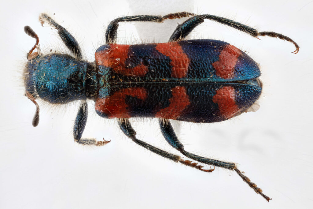 Closeup of iridescent blue Checkered Beetle with red markings and detailed textured exoskeleton Wallpaper