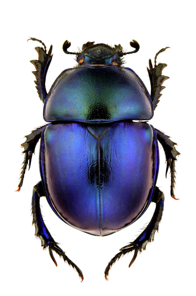 Iridescent metallic blue green dung beetle on white background detailed insect wallpaper