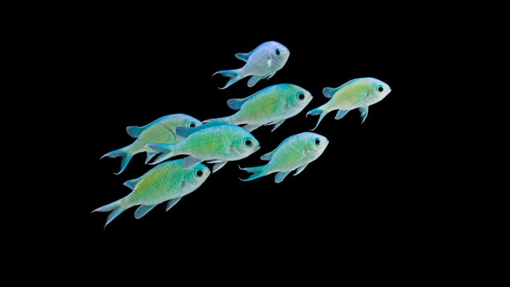 Vibrant Chromis fish school with iridescent blue green hues and metallic sheen on black background Wallpaper