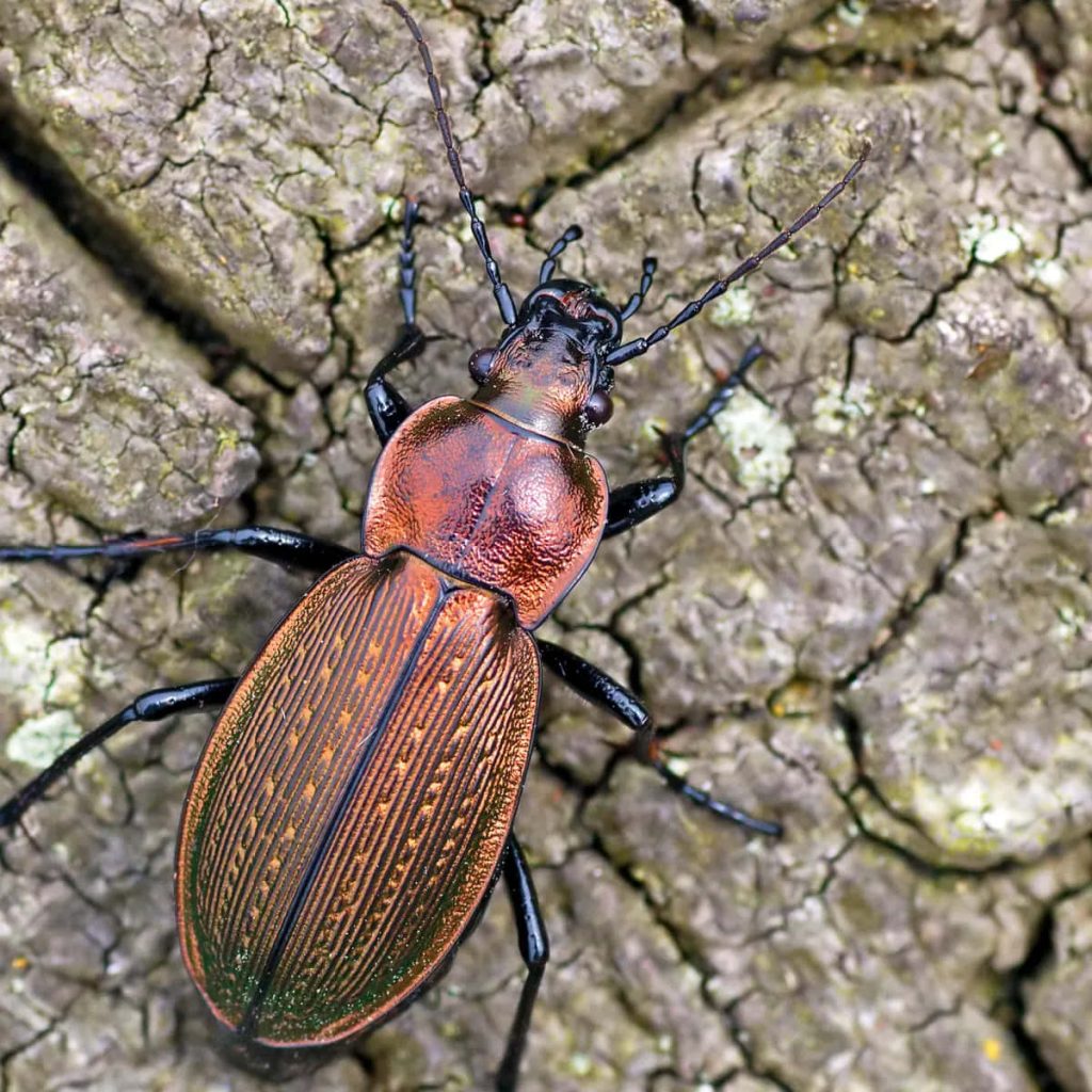 Macro photo of iridescent copper bronze ground beetle on rugged grey tree bark wallpaper