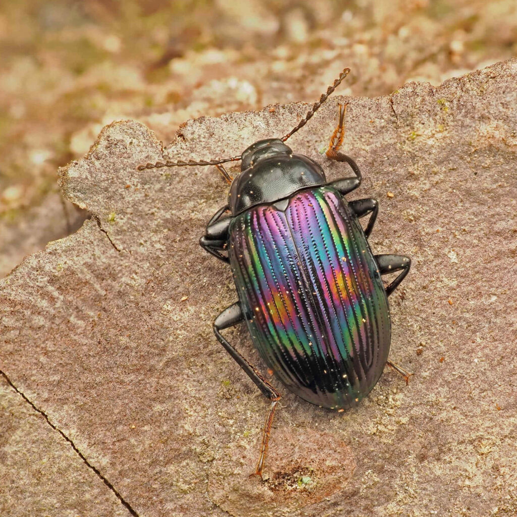 Close-up of iridescent darkling beetle on textured bark with vibrant purple green and gold hues Wallpaper