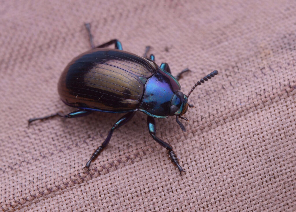 Close-up of darkling beetle with shiny iridescent shell on textured woven fabric background Wallpaper