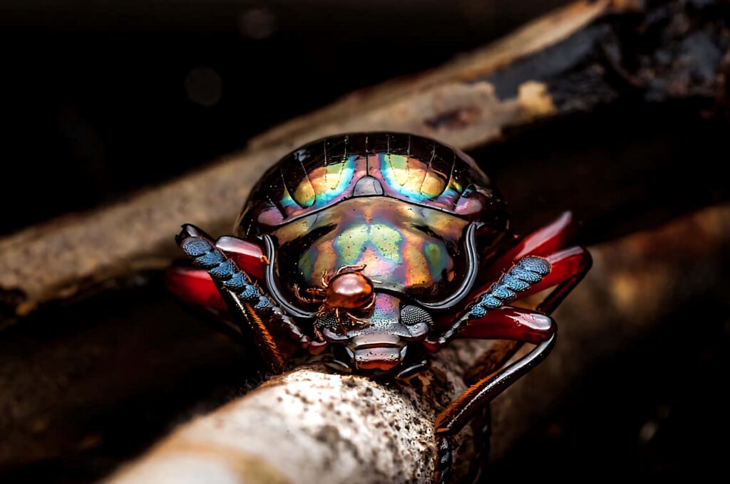 Macro shot of iridescent darkling beetle on branch with shimmering multicolored exoskeleton Wallpaper