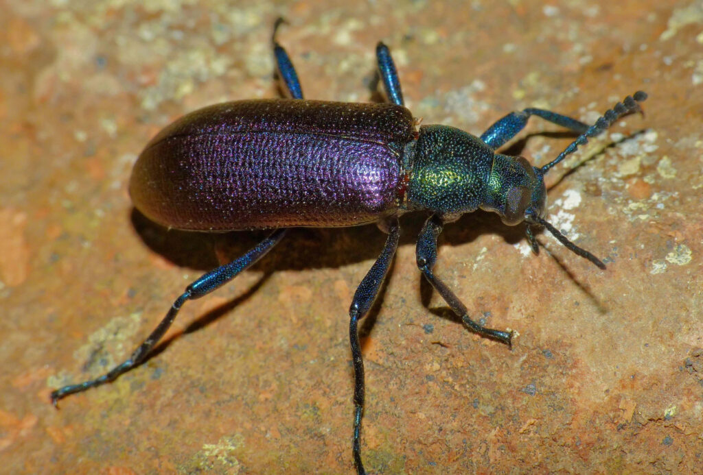 Iridescent Darkling Beetle with metallic purple and green hues on rugged rock surface closeup Wallpaper