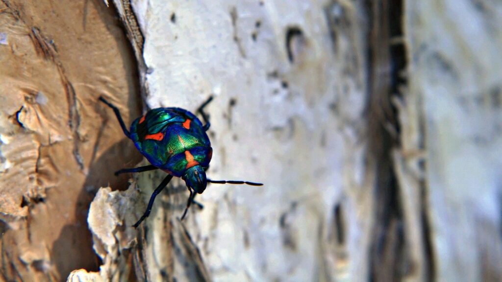 Vibrant Iridescent Beetle on Earthy Surface - Stunning Wallpaper Background