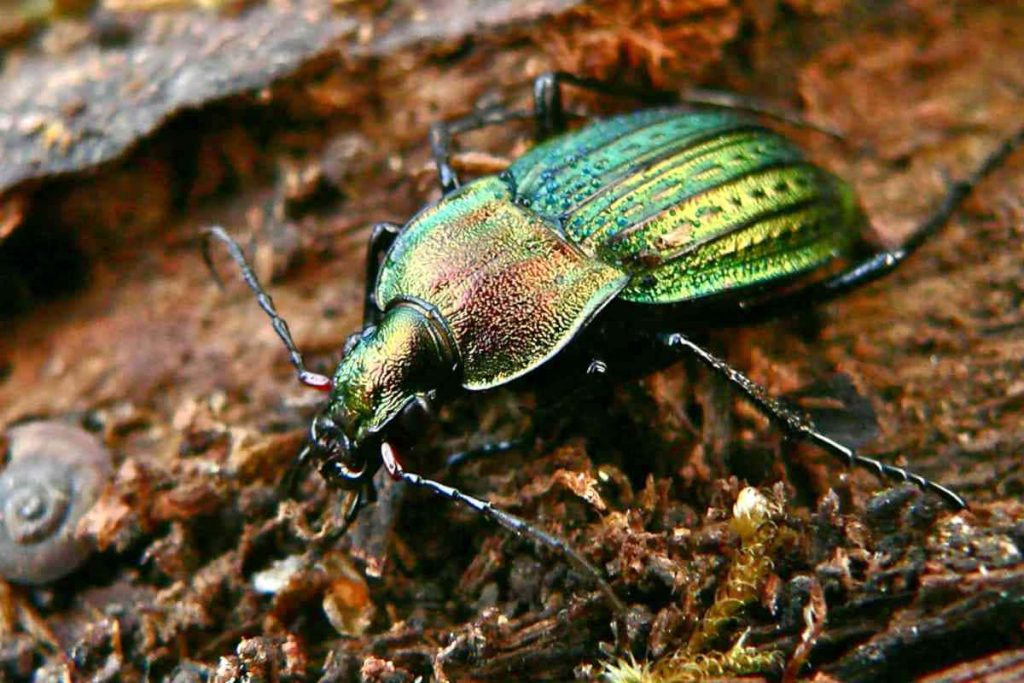 Macro photo of iridescent green bronze ground beetle on rustic textured wood background Wallpaper