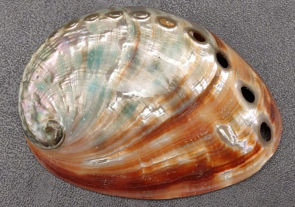 Close-up of iridescent Haliotis abalone shell with green blue hues and signature holes on dark background Wallpaper