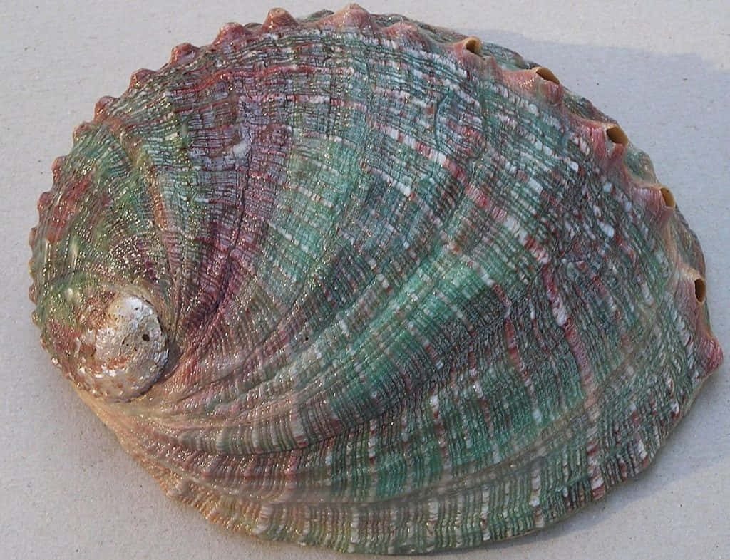Iridescent Haliotis abalone shell with vibrant spiral pattern in metallic green pink earth tones background Wallpaper