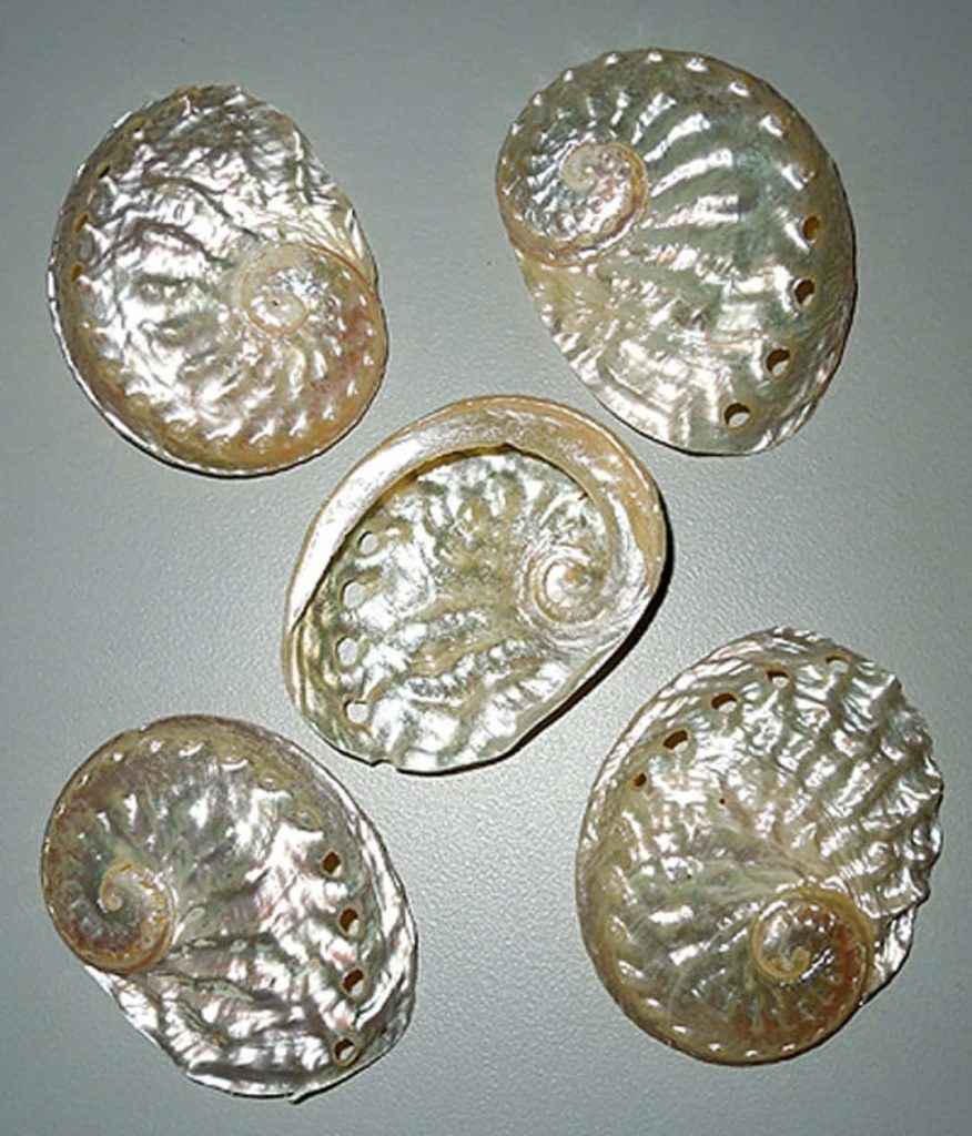 Five iridescent Haliotis abalone shells with pearlescent textures on a neutral grey background Wallpaper