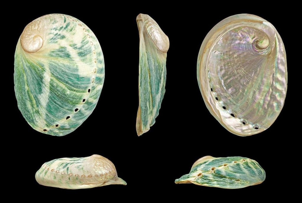 Close-up of iridescent Haliotis abalone shells showing textured exterior and pearlescent interior Wallpaper