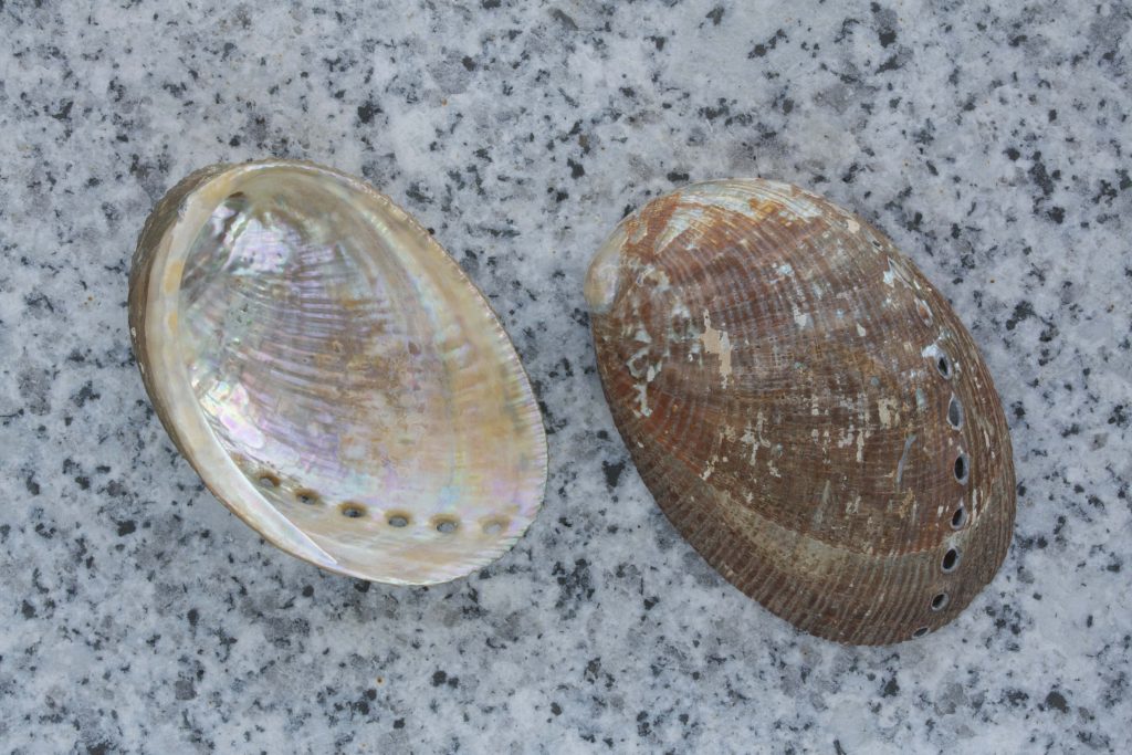 Two Haliotis abalone shells with iridescent interior and textured brown exterior on marble surface Wallpaper