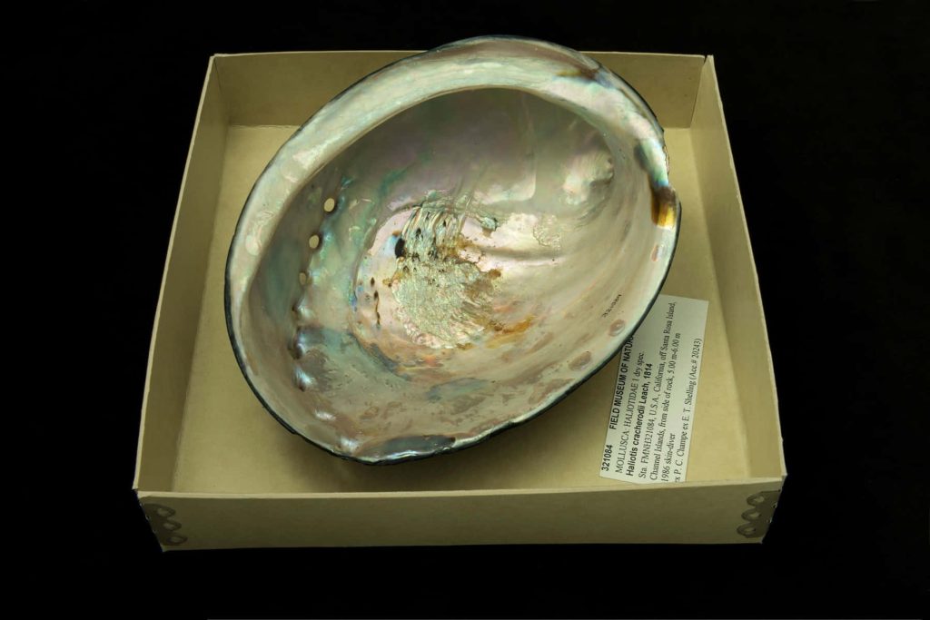 Iridescent Haliotis cracherodii shell in beige display box with pearlescent black abalone interior Wallpaper