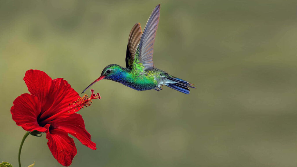 Vibrant Hummingbird Hovers Over Red Flower - Captivating Scene Wallpaper