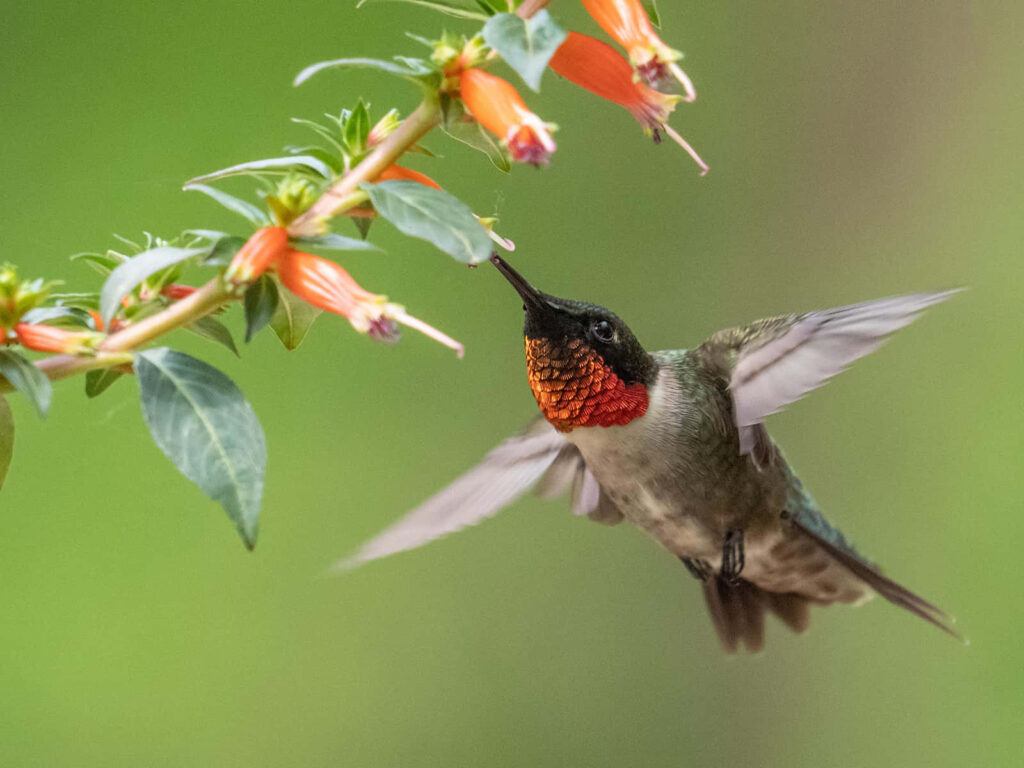 Iridescent Hummingbird in Flight Near Bright Orange Flowers Wallpaper
