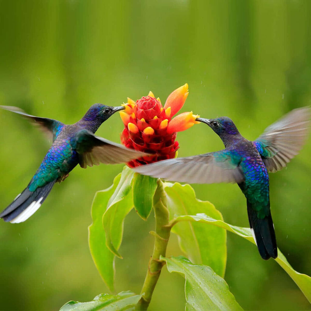 Iridescent Hummingbirds & Tropical Flower Wallpaper