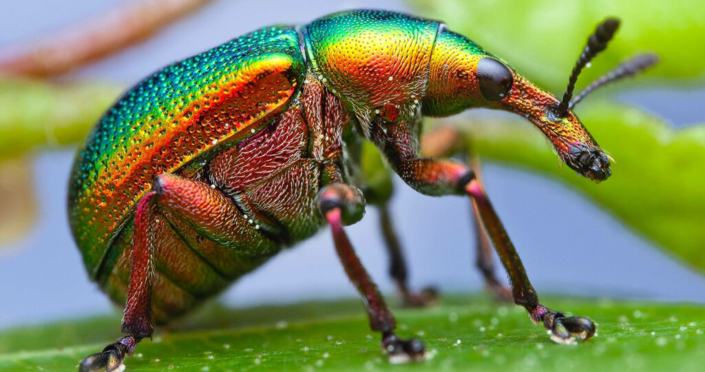 Iridescent Metallic Weevil Beetle Wallpaper on Natural Background