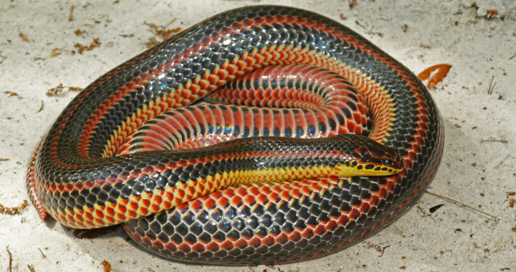 Stunning Mud Snake Wallpaper: Iridescent Scales & Vibrant Colors