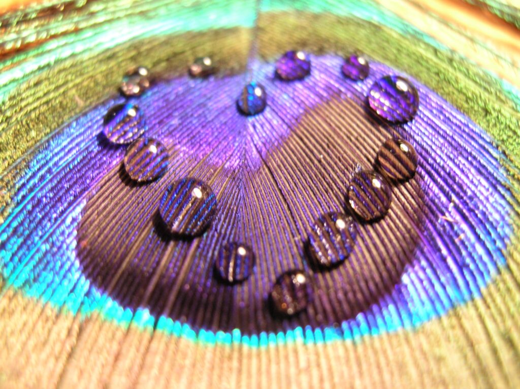 Iridescent Peacock Feather Close-Up Wallpaper with Water Droplets