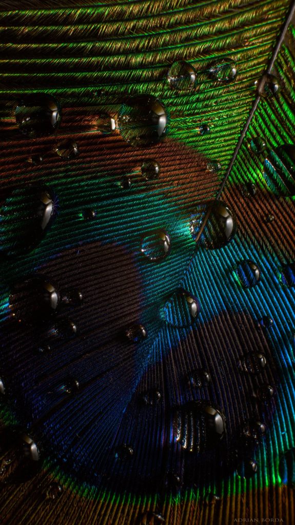 Macro close-up of iridescent peacock feather with water droplets vibrant emerald blue hues wallpaper