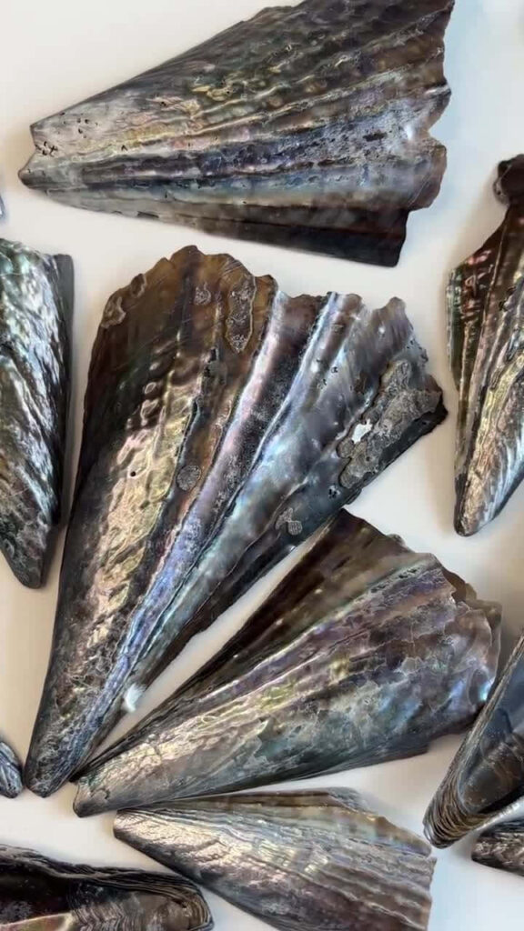 Close-up of assorted iridescent pen shells showcasing natural textures and patterns wallpaper