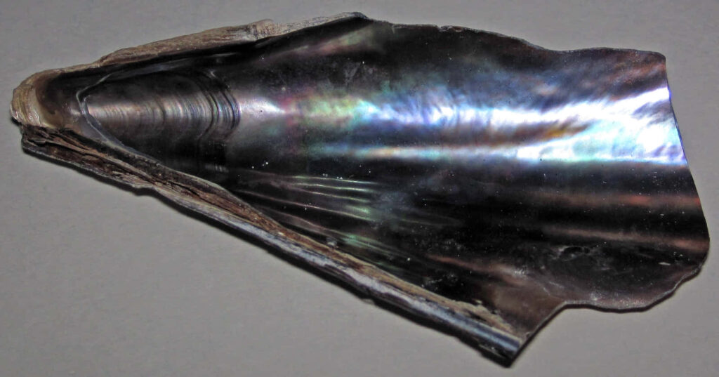 Close-up of iridescent pen shell valve showing shimmering natural colors on smooth surface wallpaper
