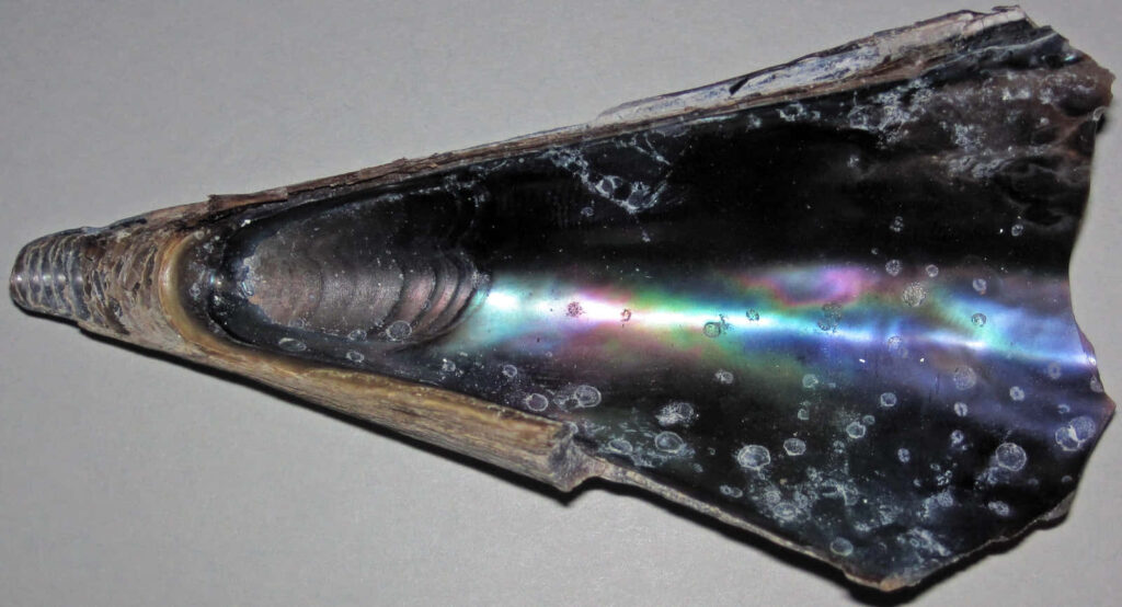 Iridescent pen shell interior displaying natural shimmering colors on smooth surface wallpaper