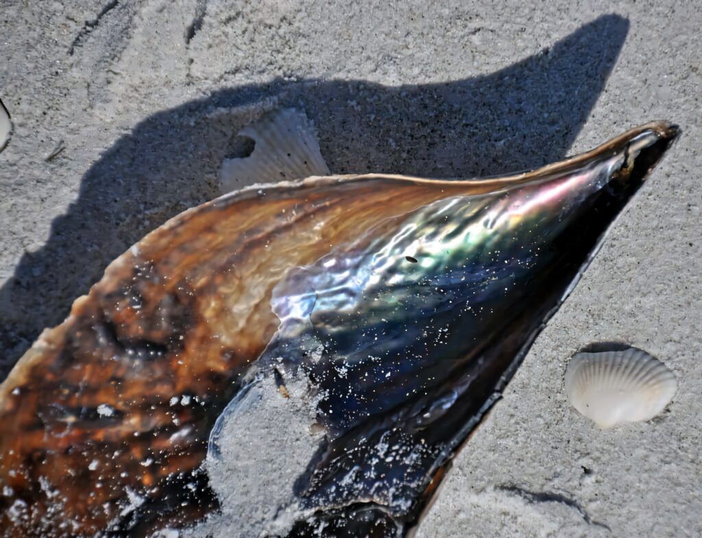 Iridescent pen shell on sandy beach shimmering with colorful reflections and coastal seashells background Wallpaper