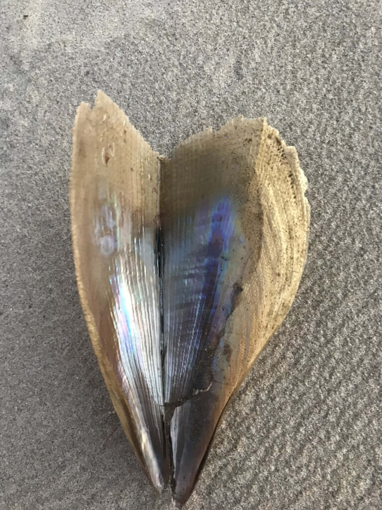 Open iridescent Pen Shell on soft sandy beach reflecting natural colors and textures wallpaper