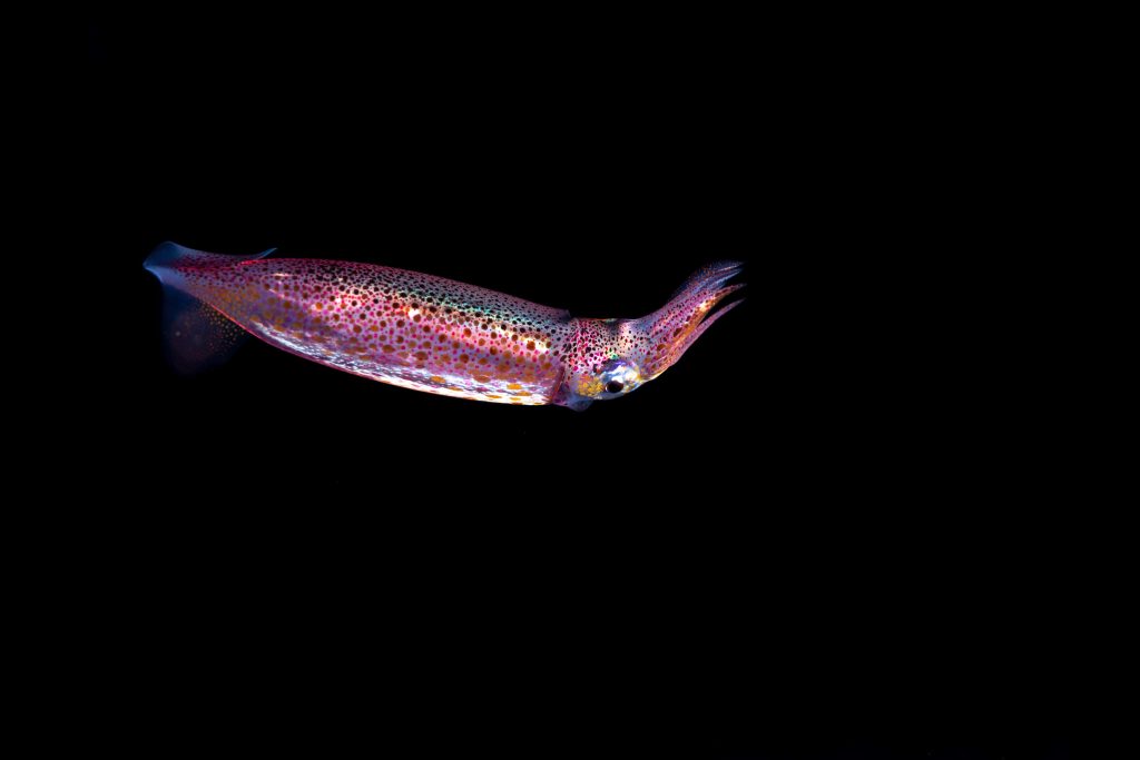 Macro shot of glowing purple and pink squid drifting in dark ocean waters vibrant marine life wallpaper