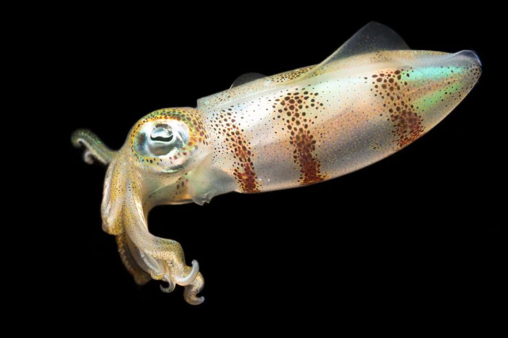 Translucent iridescent squid with spotted skin glowing against deep black ocean background wallpaper