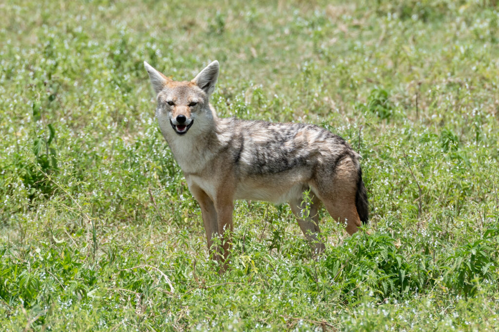 Alert Jackal in Lush Green Field - Wildlife Wallpaper Background
