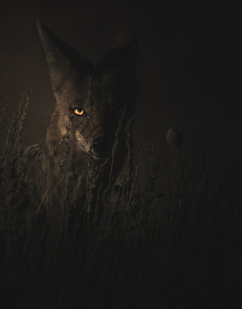 Jackal in Tall Grass: Stealthy Predator in Dark Background Wallpaper