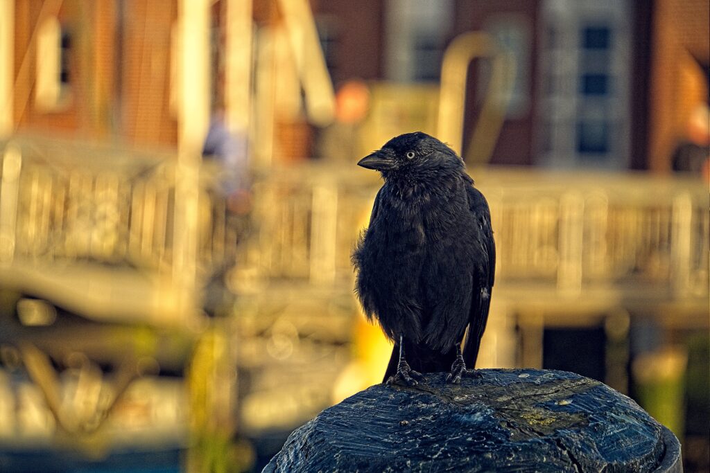 Jackdaw Perched on Rock: Nature Meets Urban in High-Res Wallpaper