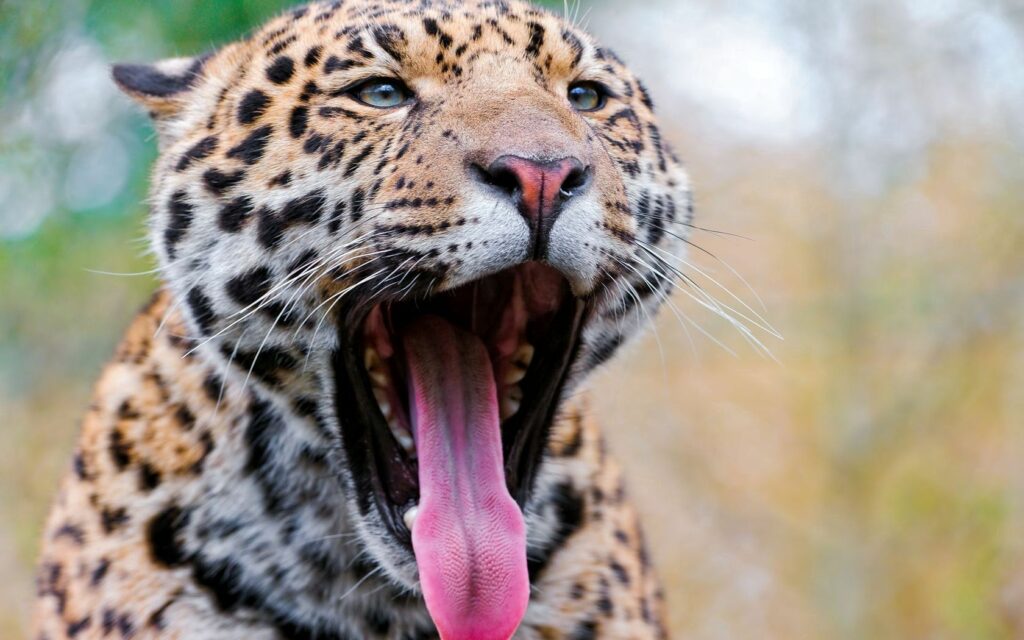 Stunning Jaguar Close-Up: Sharp Teeth & Majestic Spotted Fur Wallpaper