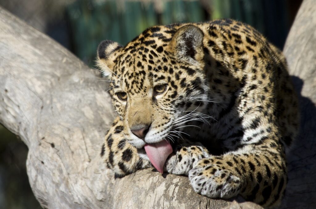 Jaguar Cub Cleanse: Graceful Wildlife Wallpaper in Natural Habitat