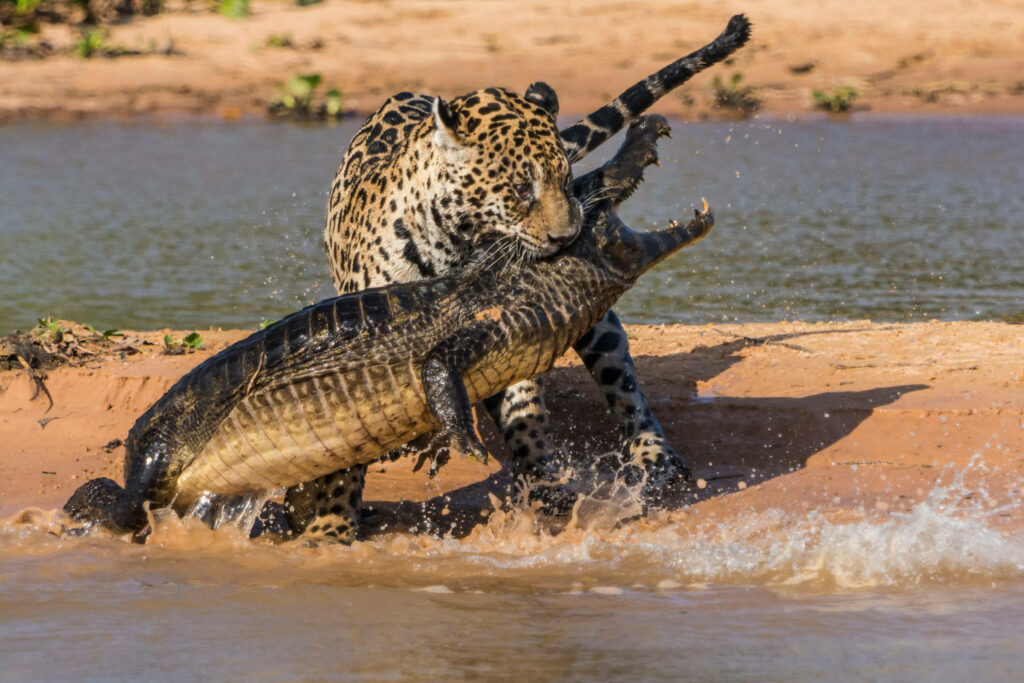 Jaguar vs. Caiman: Dramatic Nature Wallpaper at Riverbank