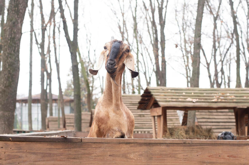 Charming Jamnapari Goat Wallpaper in Rustic Farm Setting