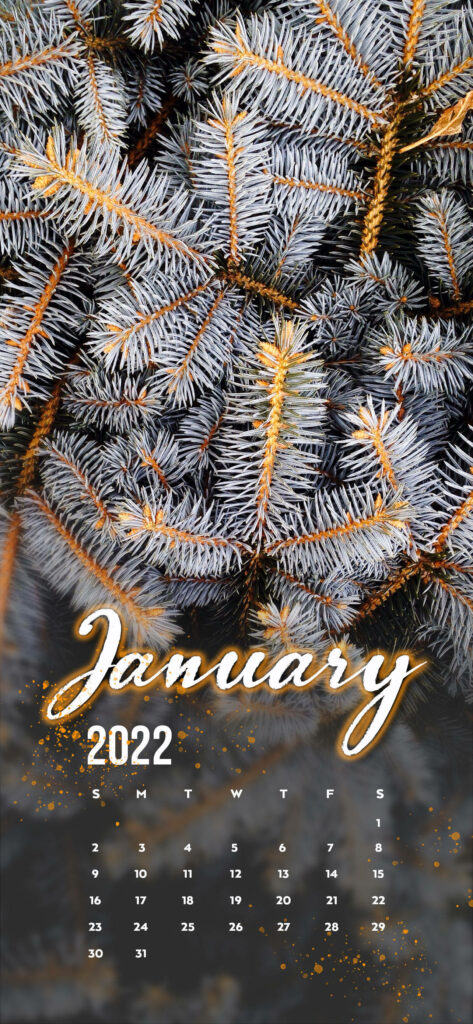 Close-up of frosted white pine branches with blue-green needles and golden highlights January 2022 wallpaper