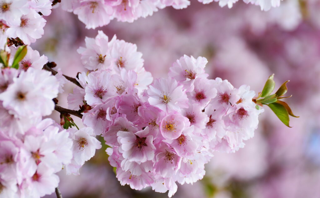 Blooming Splendor: Immersive Spring Experience in Japanese Cherry Blossom Wonderland Wallpaper