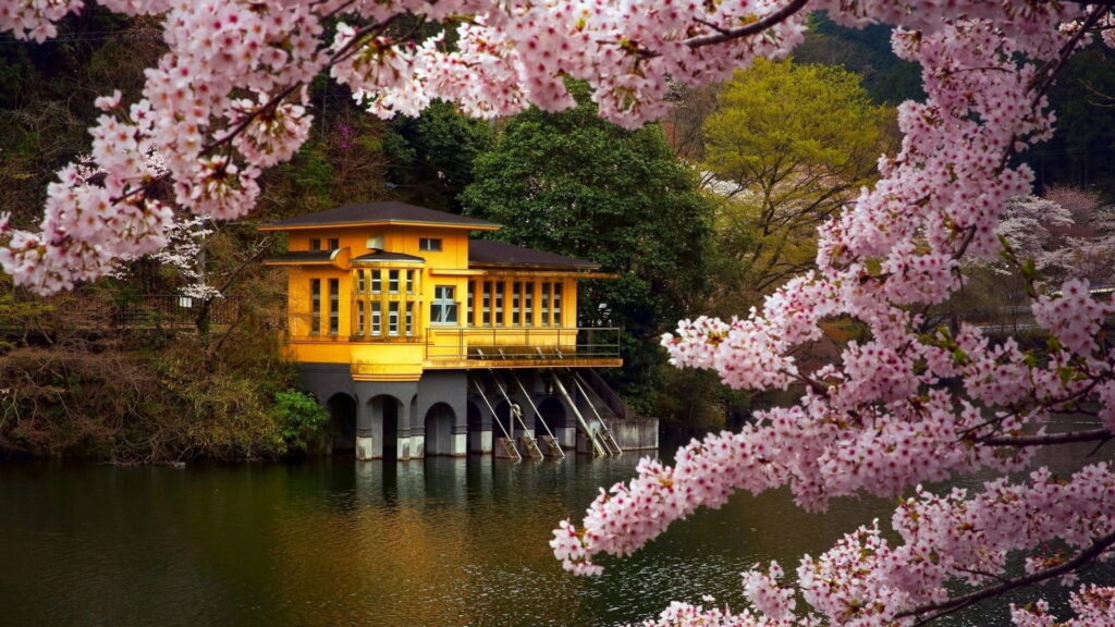 Cherry Blossoms Embracing a Riverside House in Japan - Captivating HD Wallpaper